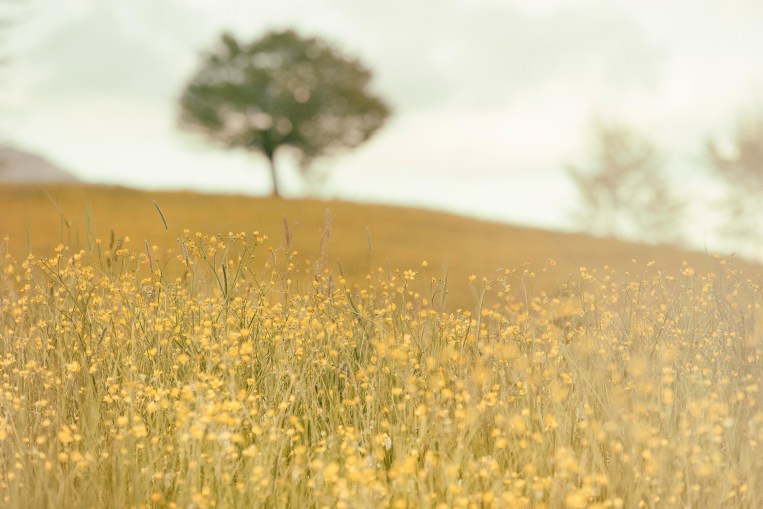 A Field of Yellow Flowers - Matteo Silvestri