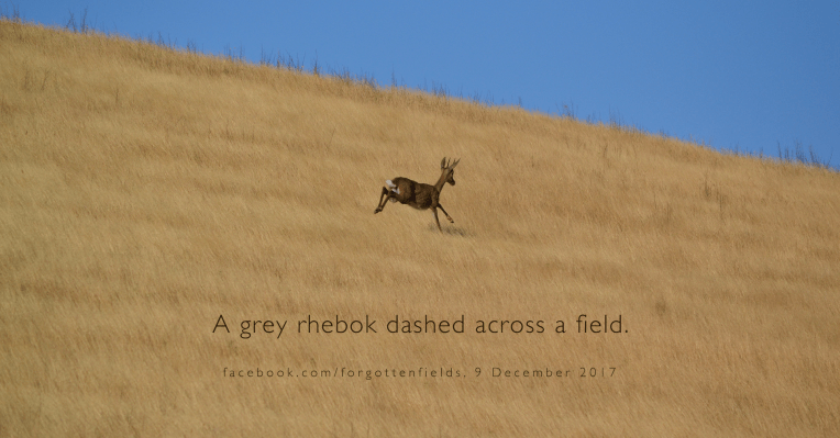 A grey rhebok dashing across a field.