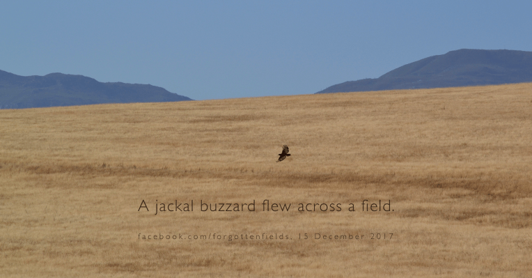 A jackal buzzard flying over a field.