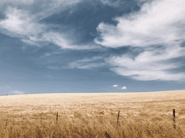 A swallow flying over a field in summer.