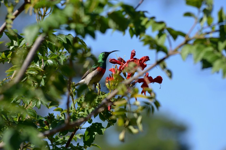 Malachite Sunbird