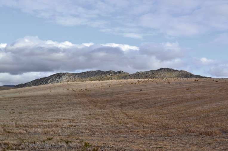 Sheep on the Hill, 16 March 2018. Copyright 2018 Forgotten Fields. All rights reserved.