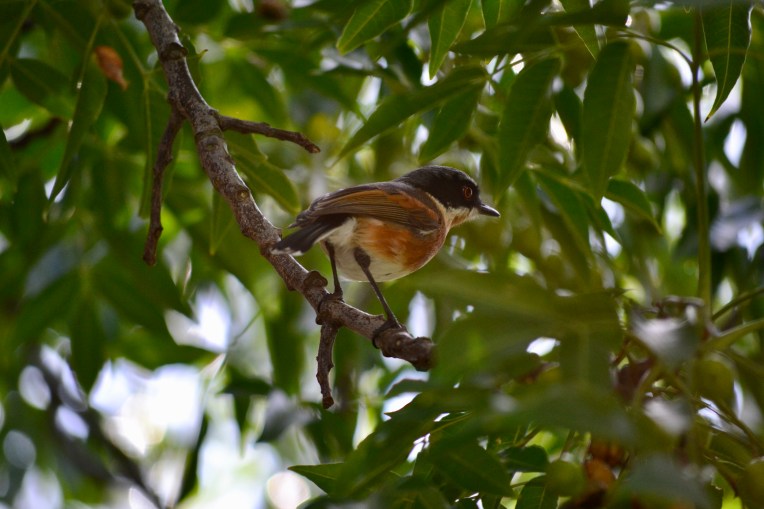 A Batis in the Tree, 5 May 2017. Copyright 2017 Forgotten Fields. All rights reserved.
