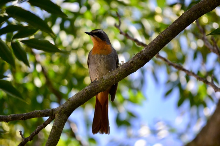 Robin-Chat in the Tree, 5 May 2017. Copyright 2017 Forgotten Fields. All rights reserved.