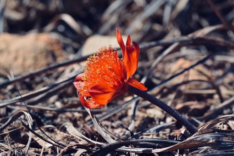 Blood Lily, 6 April 2018. Copyright 2018 Forgotten Fields. All rights reserved.