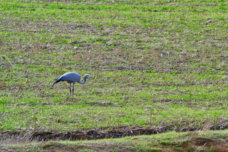 Paradise Crane in a Field, 8 June 2018. Copyright 2018 Forgotten Fields. All rights reserved.