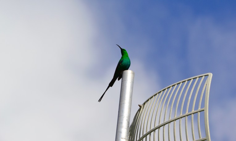 Magnificent Malachite, 17 August 2018. Copyright 2018 Forgotten Fields. All rights reserved.