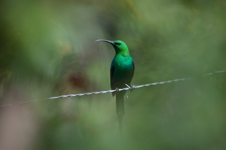 A Malachite Sunbird, 10 October 2018. Copyright 2018 Forgotten Fields. All rights reserved.