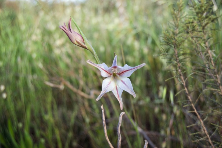 Aandpypie (Gladiolus liliaceus), 19 October 2018. Copyright 2018 Forgotten Fields. All rights reserved.