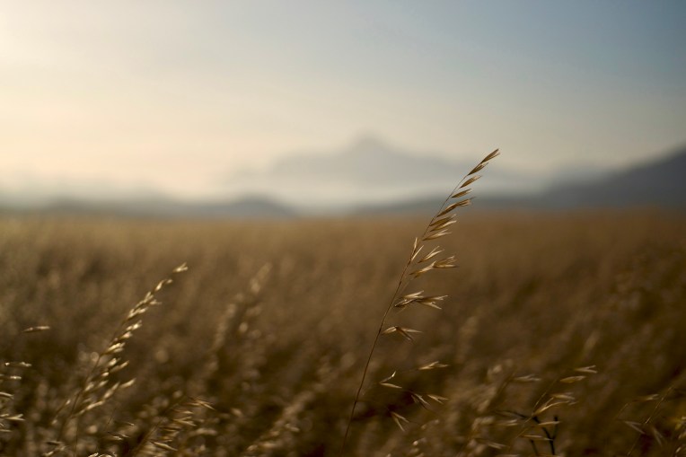 My Favourite Field, 25 October 2018. Copyright 2018 Forgotten Fields. All rights reserved.