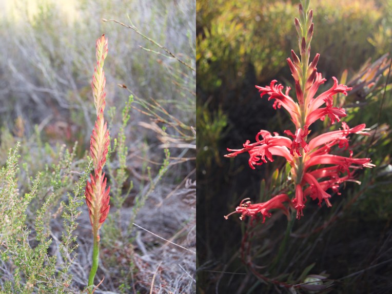 Bergpypie Diptych, 3 December 2018. Copyright 2018 Forgotten Fields. All rights reserved.