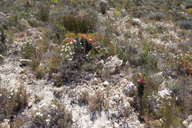 Mountainside Fynbos, 2 November 2018. Copyright 2018 Forgotten Fields. All rights reserved.