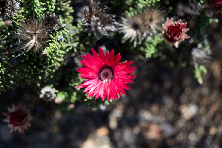 Cape Strawflower, 2 November 2018. Copyright 2018 Forgotten Fields. All rights reserved.