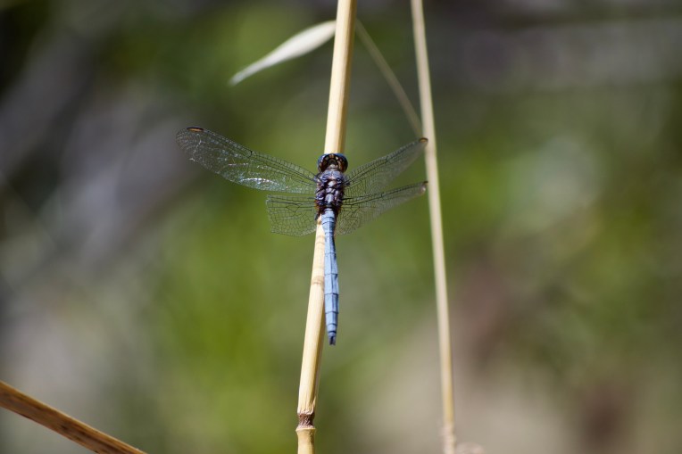 A Cape Skimmer, 18 October 2018. Copyright 2018 Forgotten Fields. All rights reserved.