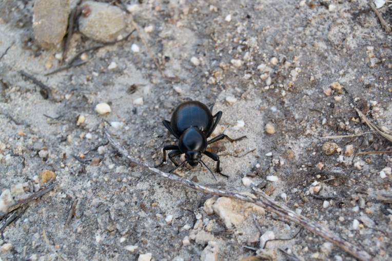 Toktokkie, 3 December 2018. Copyright 2018 Forgotten Fields. All rights reserved.