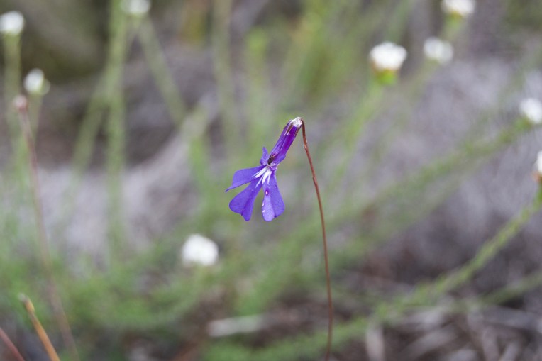 Wild Lobelia on the Mountain Slope, 3 December 2018. Copyright 2018 Forgotten Fields. All rights reserved.
