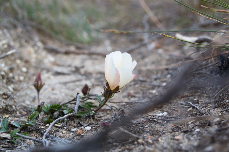 Wild Hibiscus, 3 December 2018. Copyright 2018 Forgotten Fields. All rights reserved.