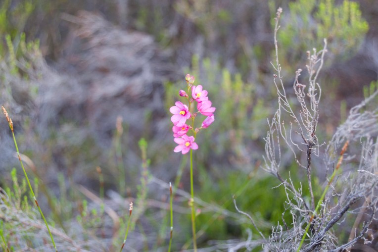 Kalossie Up Close, 3 December 2018. Copyright 2018 Forgotten Fields. All rights reserved.