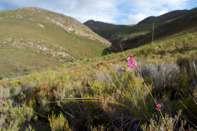 Kalossie in the Mountain, 3 December 2018. Copyright 2018 Forgotten Fields. All rights reserved.