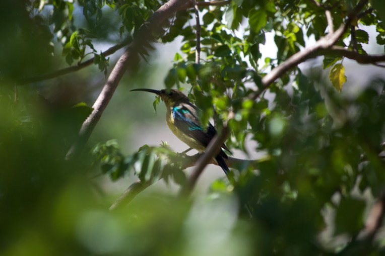 Eclipsed Malachite Sunbird Male, 20 February 2019. Copyright 2019 Forgotten Fields. All rights reserved.