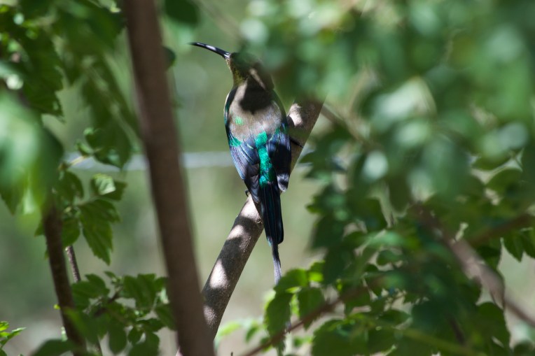 Eclipsed Malachite Sunbird Male, 20 February 2019. Copyright 2019 Forgotten Fields. All rights reserved.