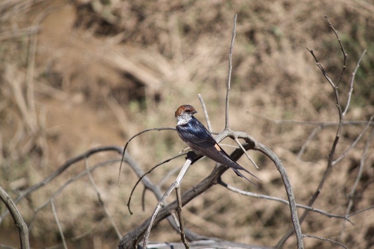 A Greater Striped Swallow (Cecropis cucullata), 15 March 2019. Copyright 2019 Forgotten Fields. All rights reserved.