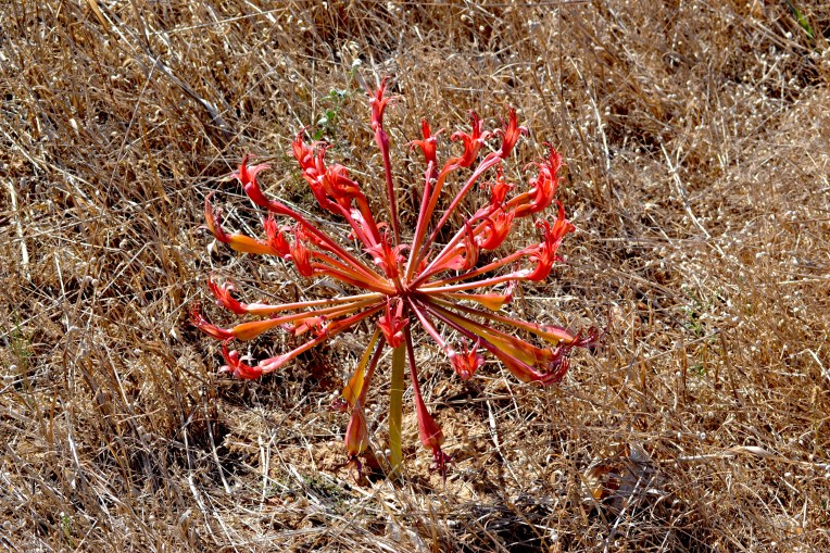 Chandelier lily (Brunsvigia orientalis), 9 March 2018. Copyright 2018 Forgotten Fields. All rights reserved.