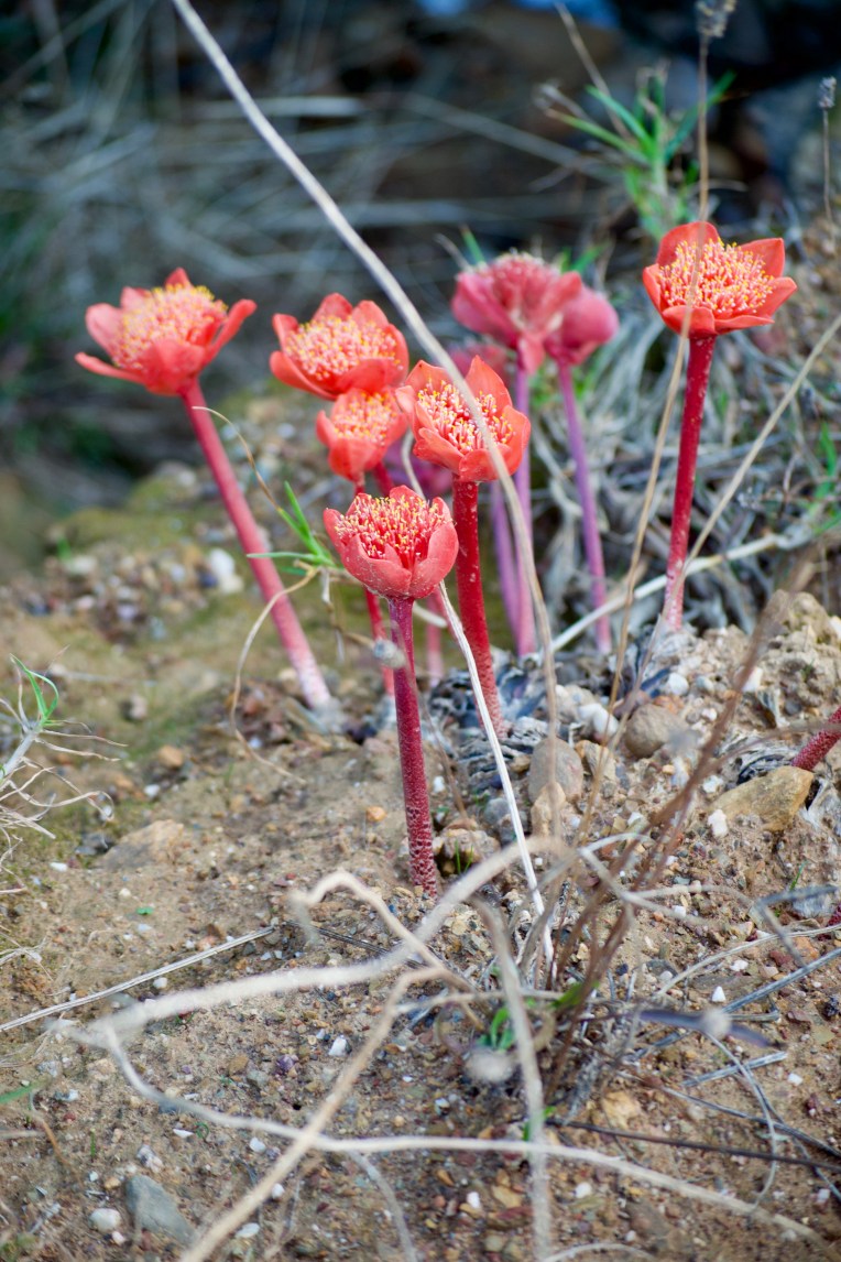 Paintbrush lily (Haemanthus coccineus), 15 March 2019. Copyright 2019 Forgotten Fields. All rights reserved.