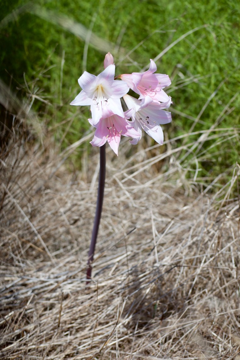 Belladonna lily (Amaryllis belladonna), 15 March 2019. Copyright 2019 Forgotten Fields. All rights reserved.