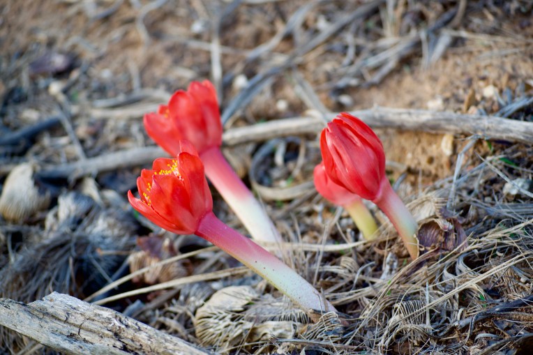Paintbrush lily (Haemanthus coccineus), 15 March 2019. Copyright 2019 Forgotten Fields. All rights reserved.