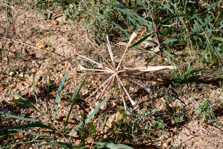 Dry Chandelier lily (Brunsvigia orientalis), 22 March 2019. Copyright 2019 Forgotten Fields. All rights reserved.