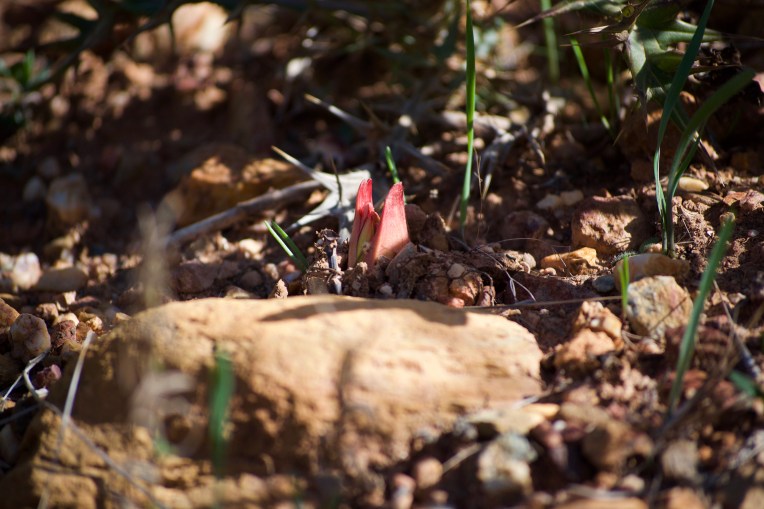 A Chandelier Lily Reborn, 22 March 2019. Copyright 2019 Forgotten Fields. All rights reserved.