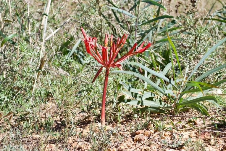 A Chandelier Lily Unfolding, 29 March 2019. Copyright 2019 Forgotten Fields. All rights reserved.