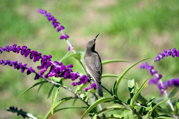A Southern Double-Collared Sunbird Female (Cinnyris chalybeus), 29 March 2019. Copyright 2019 Forgotten Fields. All rights reserved.