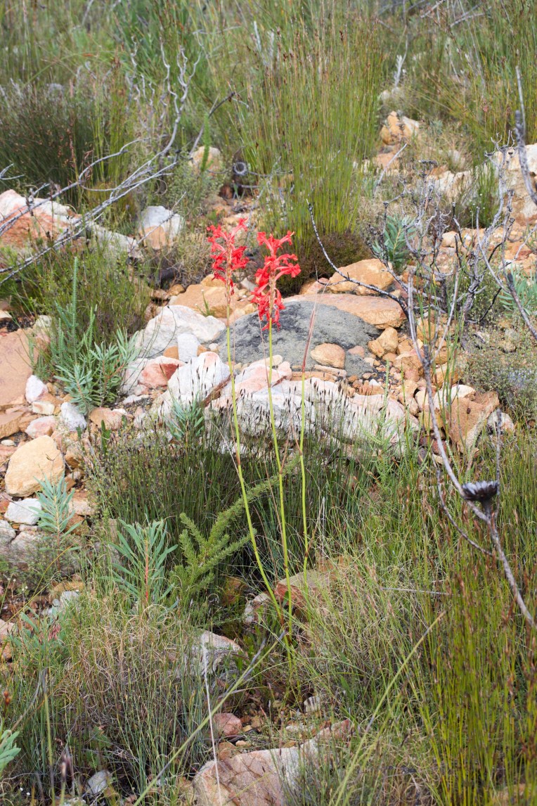 Tritoniopsis triticea, 4 April 2019. Copyright 2019 Forgotten Fields. All rights reserved.