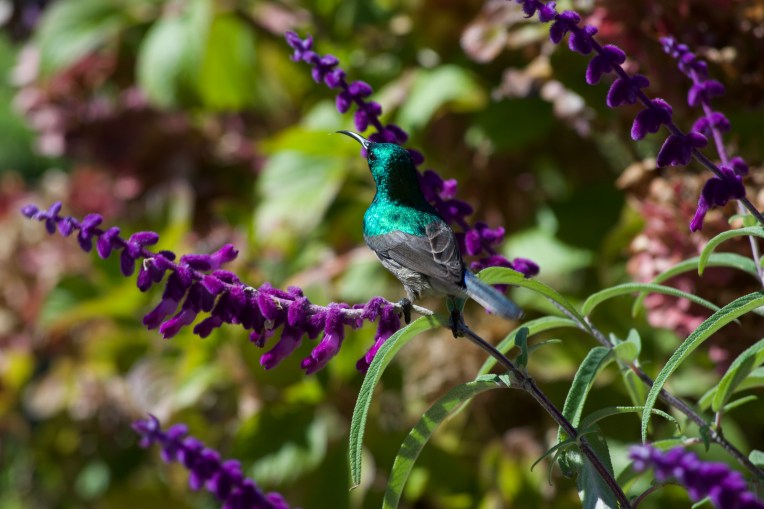 Southern Double-Collared Sunbird Male (Cinnyris chalybeus), 10 April 2019. Copyright 2019 Forgotten Fields. All rights reserved.