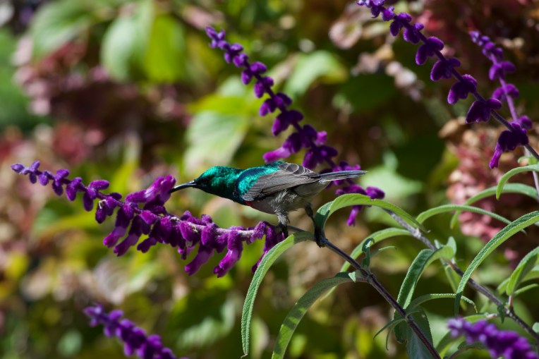 Southern Double-Collared Sunbird Male (Cinnyris chalybeus), 10 April 2019. Copyright 2019 Forgotten Fields. All rights reserved.