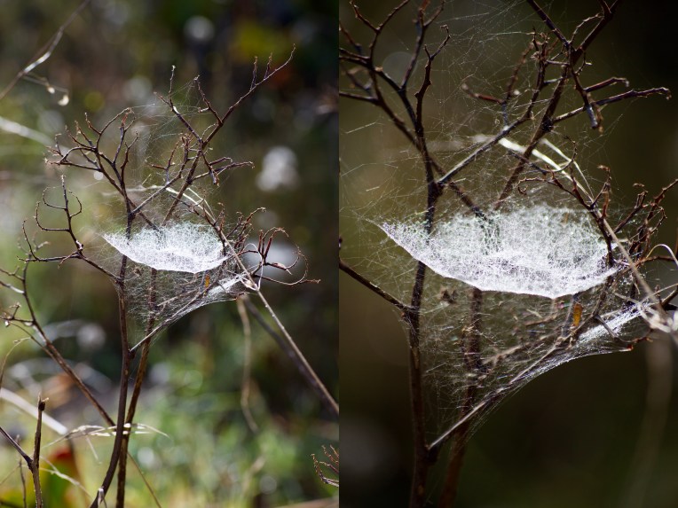 A Spiderweb Bedazzled with Dew, 23 May 2019. Copyright 2019 Forgotten Fields. All rights reserved.