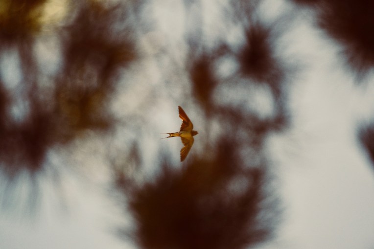 To a Swallow Photograph