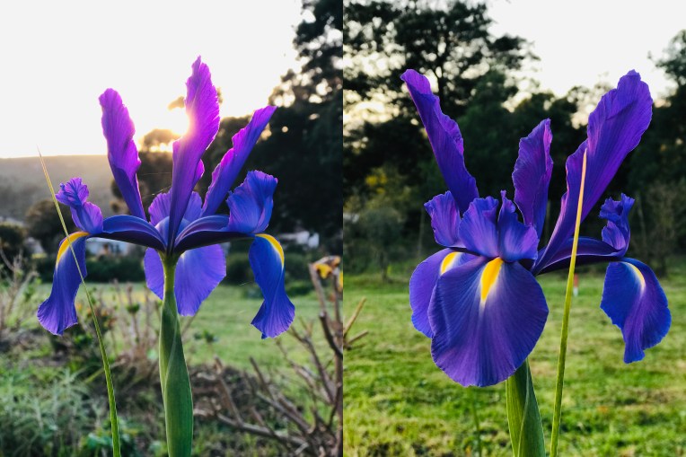 Sapphire Beauty, 25 August 2019. Copyright 2019 Forgotten Fields. All rights reserved.