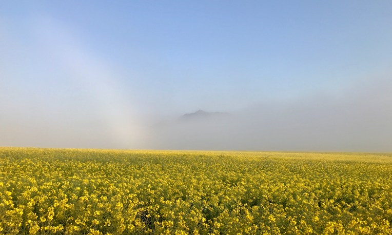 Canola Field in the Morning Mist, 19 August 2019. Copyright 2019 Forgotten Fields. All rights reserved.