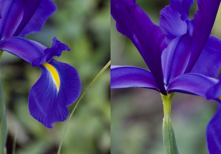 Sapphire Beauty, 24 August 2019. Copyright 2019 Forgotten Fields. All rights reserved.