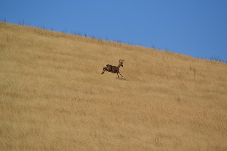 A Grey Rhebok Darting, 8 December 2017. Copyright 2017 Forgotten Fields. All rights reserved.