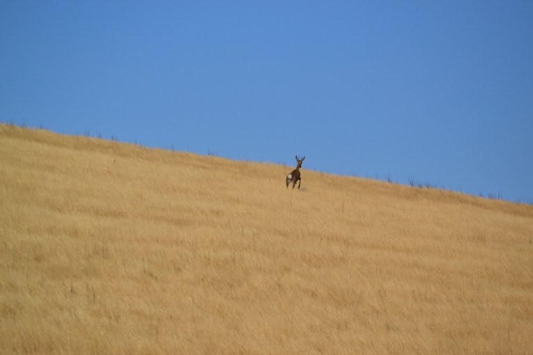 A Grey Rhebok Darting, 8 December 2017. Copyright 2017 Forgotten Fields. All rights reserved.