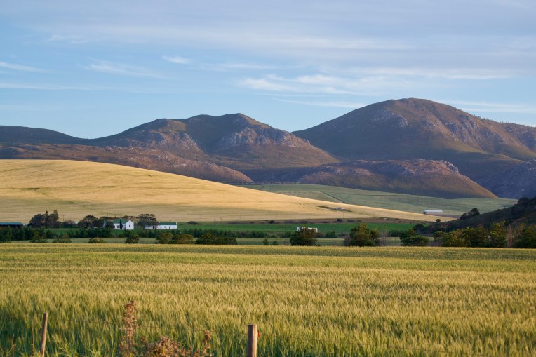 Light on the Wheat at Sunset, 13 September 2019. Copyright 2019 Forgotten Fields. All rights reserved.