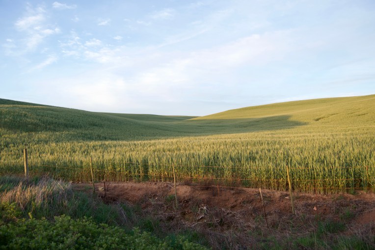 Light on the Wheat at Sunset, 13 September 2019. Copyright 2019 Forgotten Fields. All rights reserved.