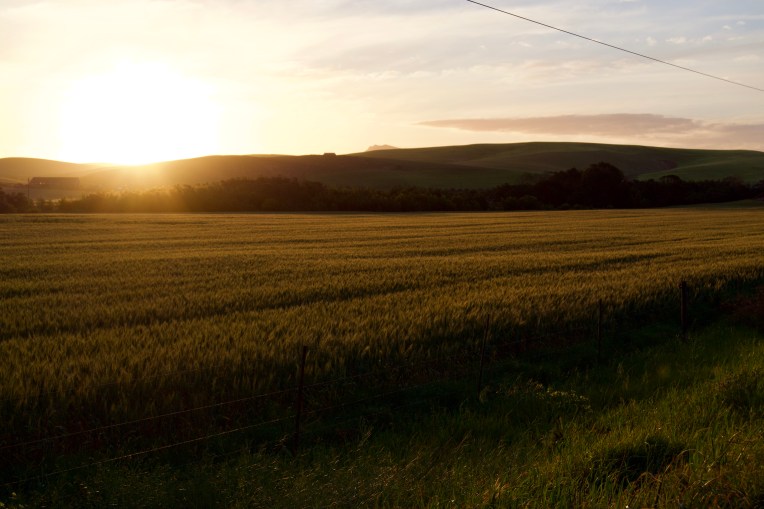 Light on the Wheat at Sunset, 13 September 2019. Copyright 2019 Forgotten Fields. All rights reserved.
