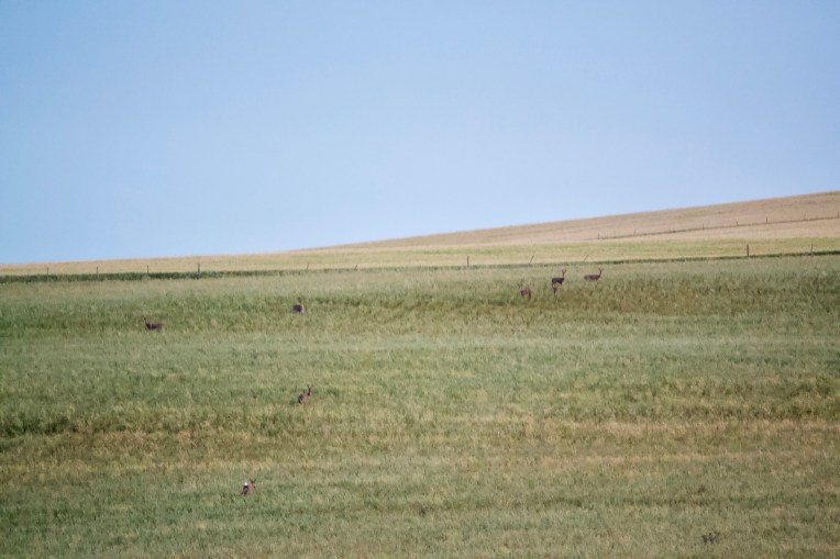 A Rhebok Herd, 13 September 2019. Copyright 2019 Forgotten Fields. All rights reserved.