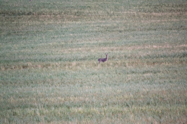 Rhebok Female, 13 September 2019. Copyright 2019 Forgotten Fields. All rights reserved.