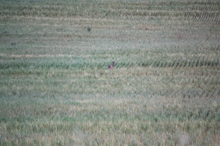 Rhebok Male, 13 September 2019. Copyright 2019 Forgotten Fields. All rights reserved.